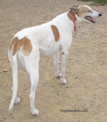 A white with tan Greyhound is wearing a pink collar standing in dirt and looking to its right